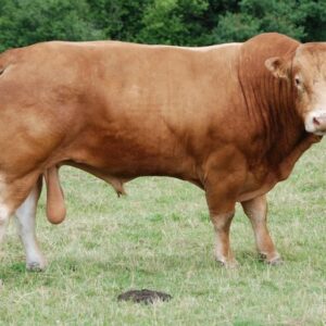 The Limousin Cattle Breed