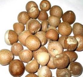 Betel Nuts